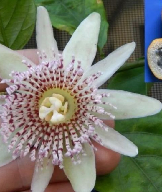 Passiflora Nigradenia