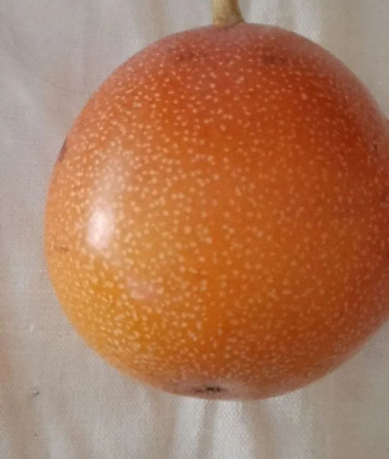 Passiflora ligularis