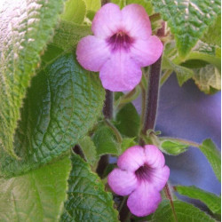 Nautilocalyx  Robert Lee