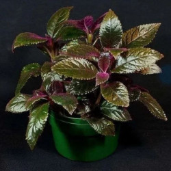 Nautilocalyx Clandulifer