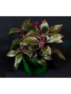 Nautilocalyx Clandulifer