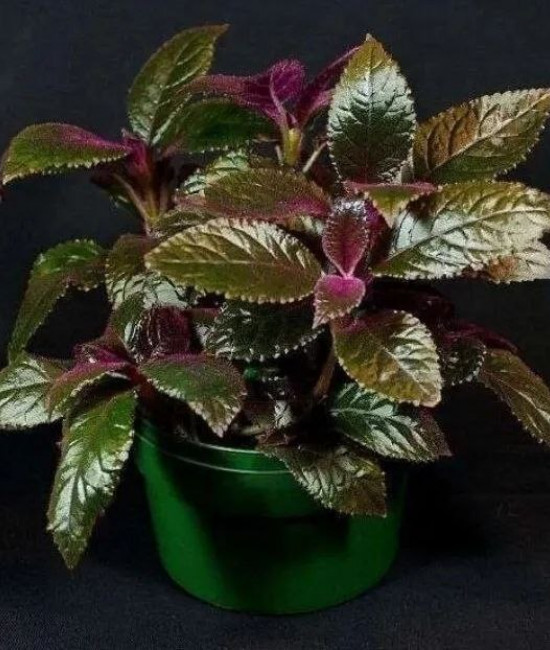 Nautilocalyx Clandulifer