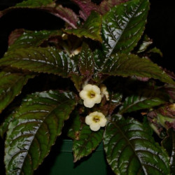 Nautilocalyx forgetii