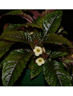 Nautilocalyx forgetii