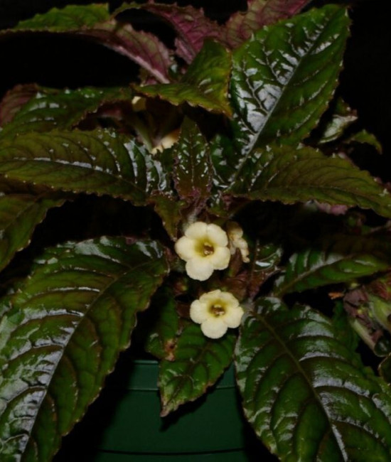 Nautilocalyx forgetii