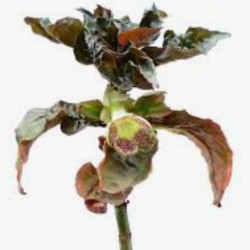 Nautilocalyx Pallidus