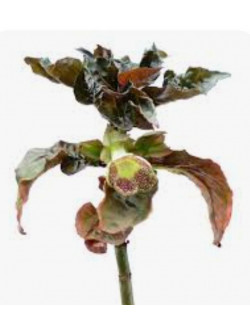 Nautilocalyx Pallidus