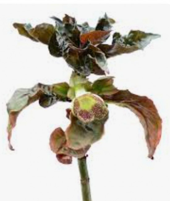 Nautilocalyx Pallidus