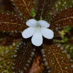 Nautilocalyx pemphidius