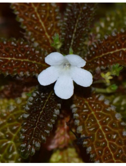 Nautilocalyx pemphidius