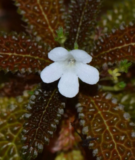 Nautilocalyx pemphidius