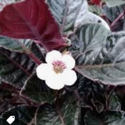 Nautilocalyx glandulifer 'Santi'