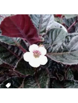 Nautilocalyx glandulifer 'Santi'