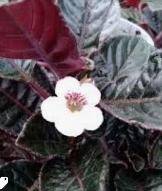 Nautilocalyx glandulifer 'Santi'