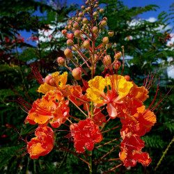caesalpinia pulcherrima  white variegated