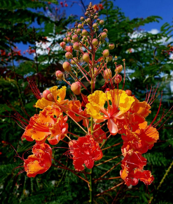 caesalpinia pulcherrima  white variegated