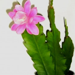 Epiphyllum deutsche kaiserin-( немецкая принцесса) 
