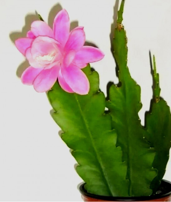 Epiphyllum deutsche kaiserin-( немецкая принцесса) 