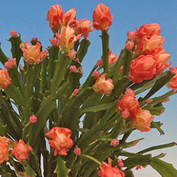 Schlumbergera Нappy Япония 