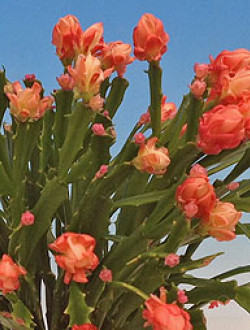 Schlumbergera Нappy Япония 