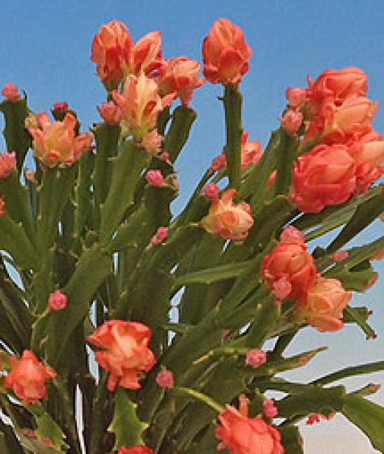 Schlumbergera Нappy Япония 