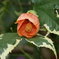 Abutilon Suvenir De Bon  