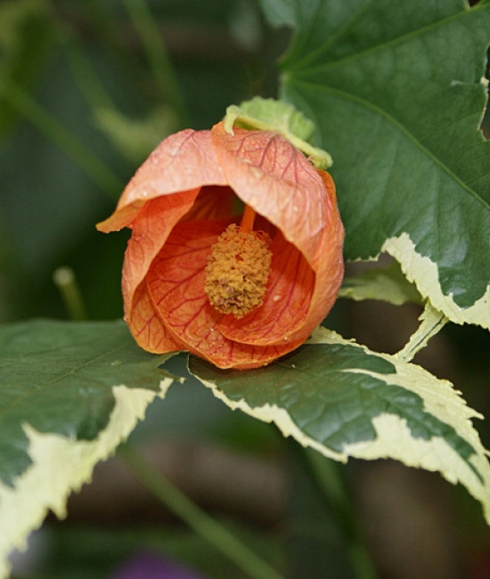Abutilon Suvenir De Bon  
