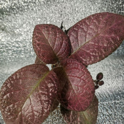  Episcia Strewberry Peach