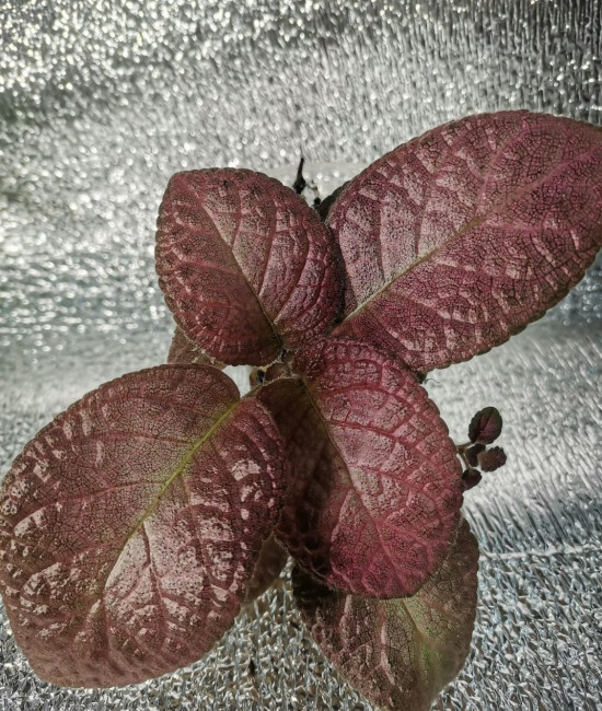  Episcia Strewberry Peach