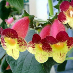 Kohleria An's Nagging Macaws