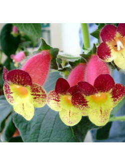 Kohleria An's Nagging Macaws