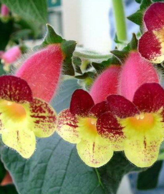 Kohleria An's Nagging Macaws