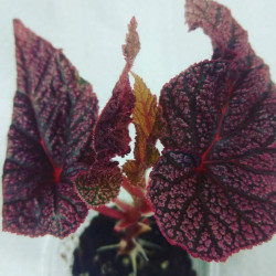 Begonia Maurisio Amy