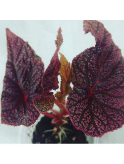 Begonia Maurisio Amy