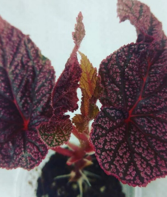 Begonia Maurisio Amy