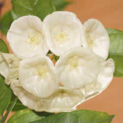 Hoya ut 174 danumensis