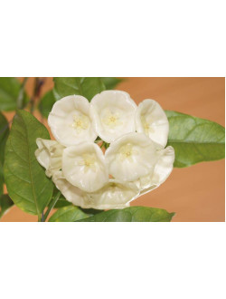 Hoya ut 174 danumensis