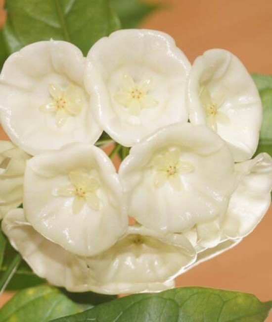 Hoya ut 174 danumensis