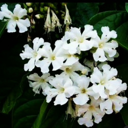 Faradaya splendida