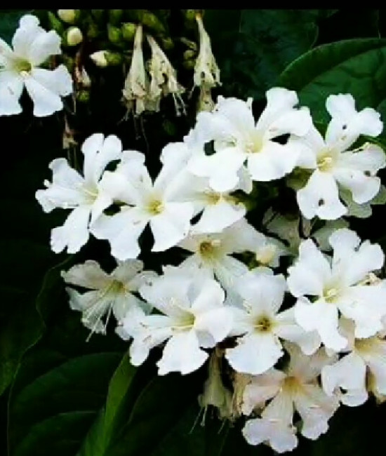 Faradaya splendida