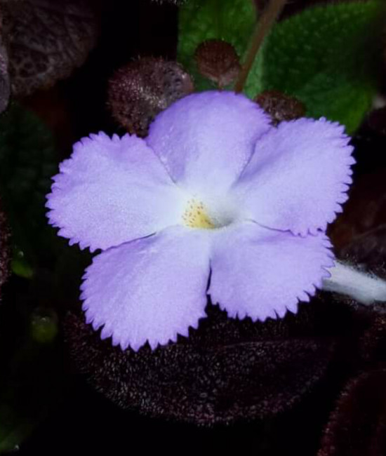Episcia “chocolate velour”