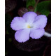 Episcia “chocolate velour”
