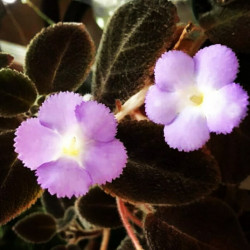 Episcia “chocolate velour”