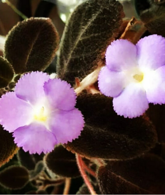 Episcia “chocolate velour”