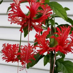 Hibiscus schizopetalus 