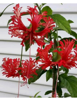 Hibiscus schizopetalus 