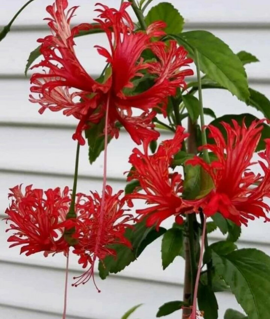 Hibiscus schizopetalus 