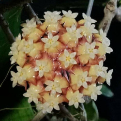 Hoya sp. Padang