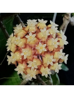 Hoya sp. Padang