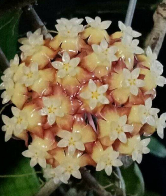 Hoya sp. Padang